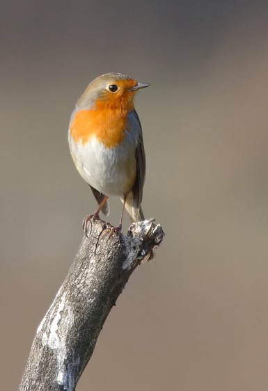  Image name: pettirosso6].jpg 
 width: 385 pixel 
 height: 562 pixel 
 Size: 30573 bytes 
 Click to enlarge 